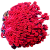 Goniopora