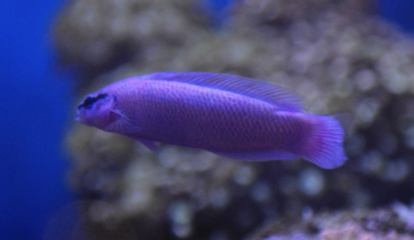 Pseudochromis fridmani