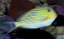 Acanthurus lineatus 7-9 cm