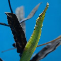Syngnathoides biaculeatus, Nagoya Acuario