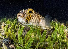 Chilomycterus schoepfi