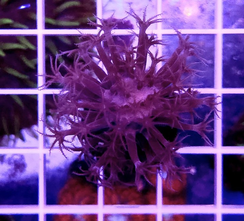 Plexaurella nutans