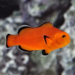 Amphiprion ocellaris Naked