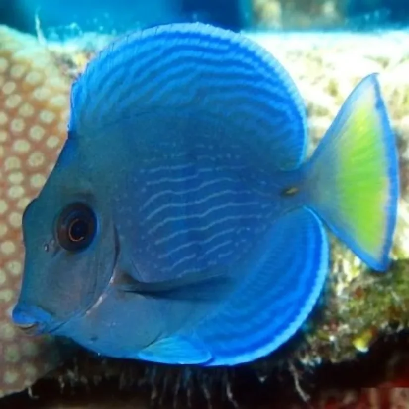 Acanthurus coeruleus