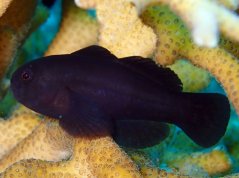 Gobiodon acicularis