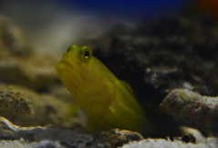 Cryptocentrus cinctus