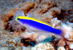 Pseudochromis flavivertex