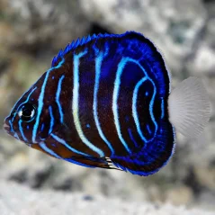 Pomacanthus annularis