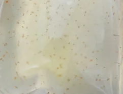 Live Marine Copepods – Živý Mořský Plankton 180 ml