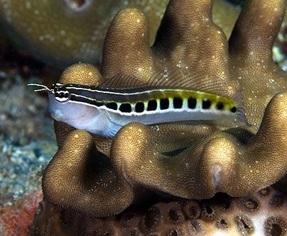 lineatus1