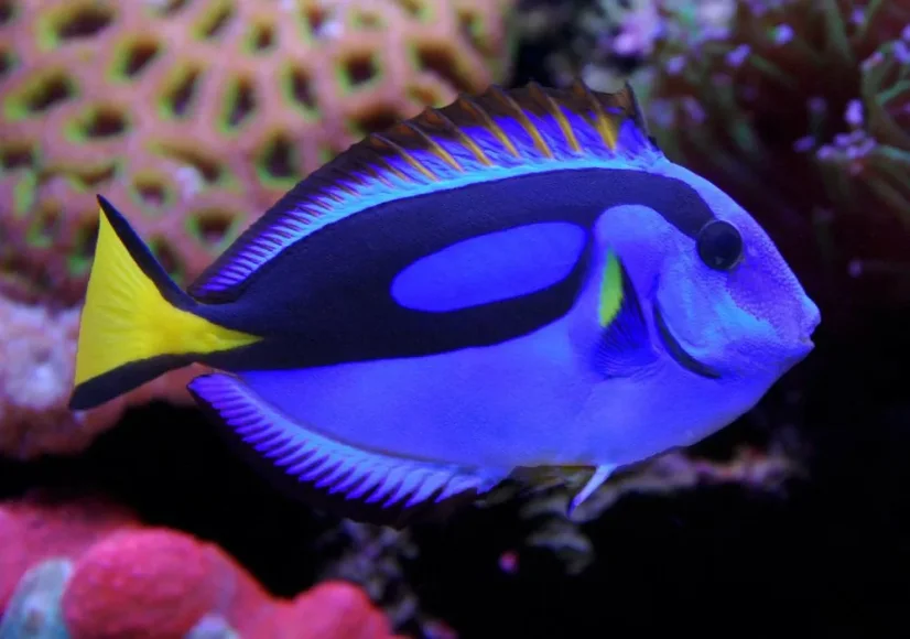 Paracanthurus hepatus
