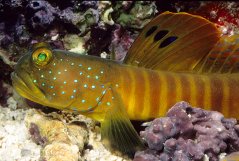 Cryptocentrus pavoninoides