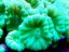 caulastrea curvata 8