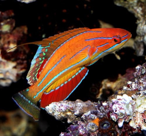 Paracheilinus carperteri4