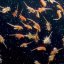 live brine shrimp 6