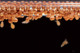 Ocean Nutrition Micro Artemia Cysts 25 g