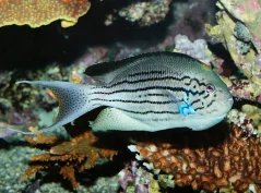 Genicanthus lamarck