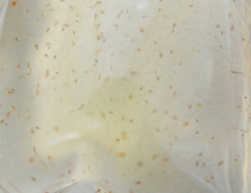 live copepods3