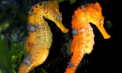 Hippocampus reidi, pareja