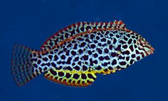 Macropharyngodon meleagris