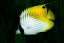 Chaetodon auriga1
