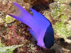 Gramma melacara II