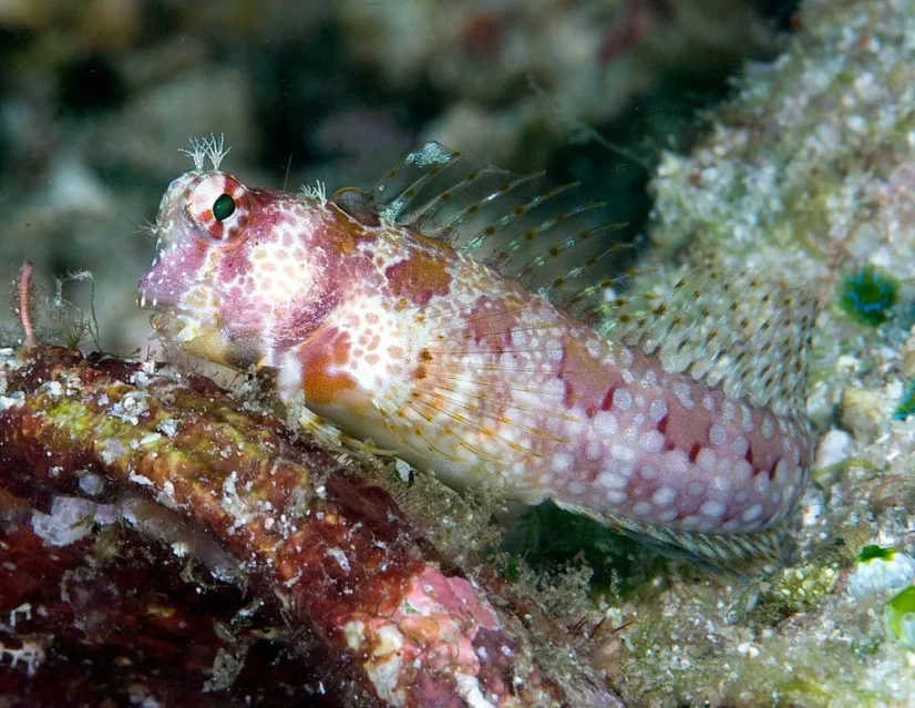 Crossosalarias macrospilus