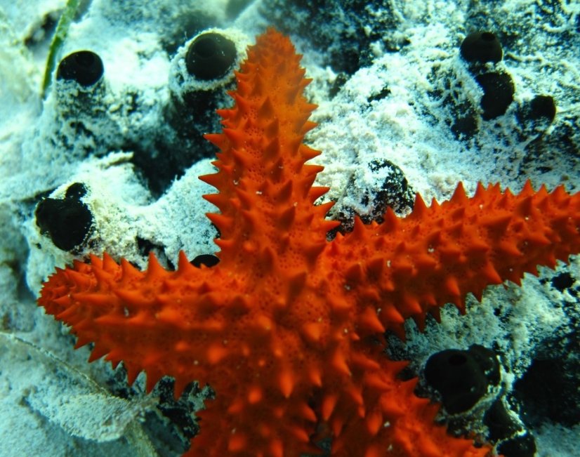 Othilia echinophora2