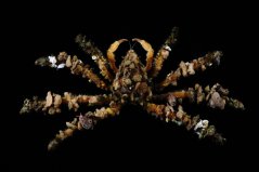 camposcia retusa