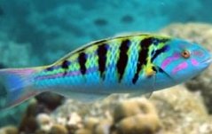 Thalassoma hardwicke2