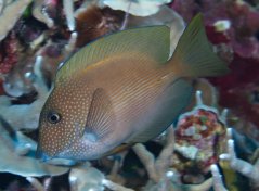 Ctenochaetus striatus