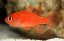 Fowleria flammea1