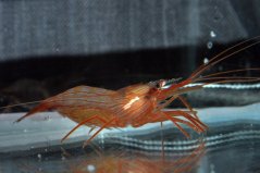 Lysmata boggessi