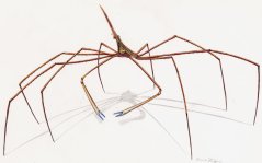stenorhynchus seticornis