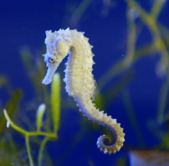 Hippocampus erectus yellow