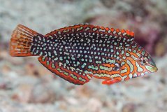 Macropharyngodon ornatus2
