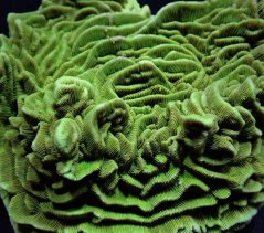 Pachyseris gemmae GREEN