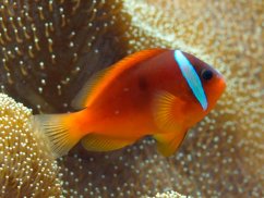 Amphiprion frenatus