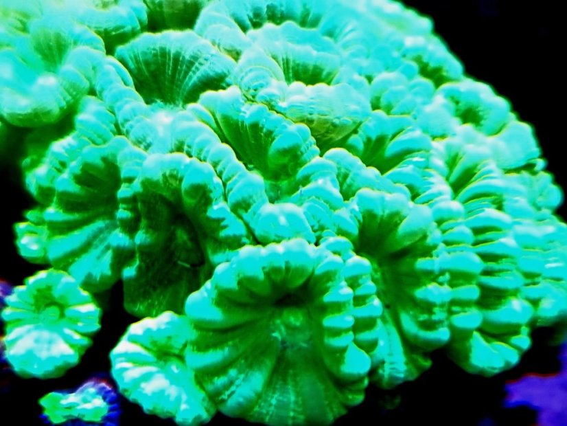 Caulastrea curvata MINT - Veľkosť koralu: 3 polypy
