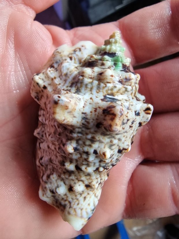 Strombus lentigosus