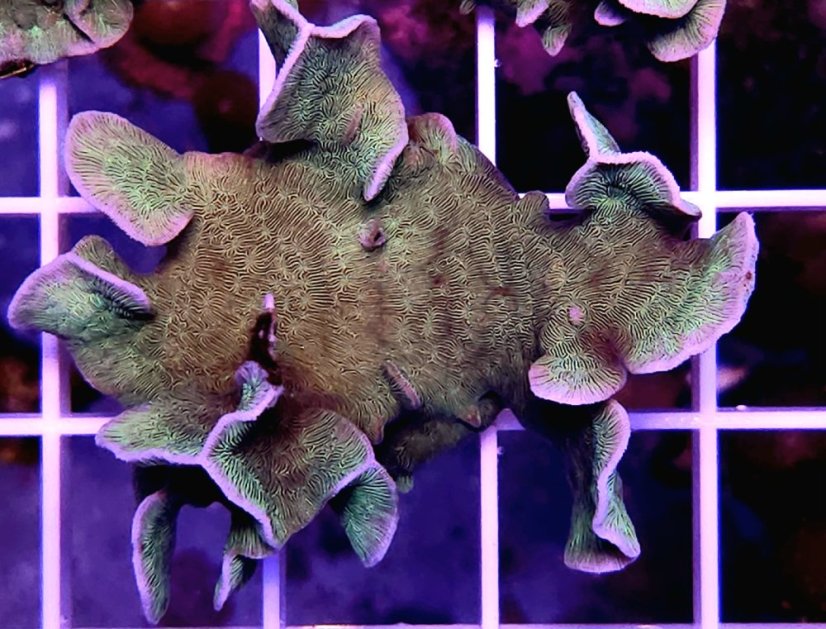 Pavona cactus GREEN
