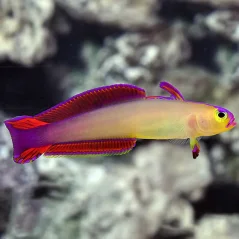 Nemateleotris exquisita