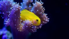 Gobiodon okinawae