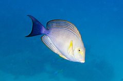 Acanthurus xanthopterus