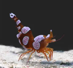 Thor amboinensis