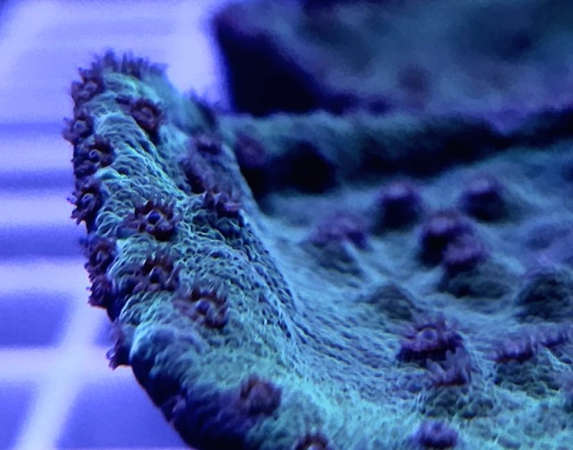 Turbinaria stellulata GREEN/PURPLE