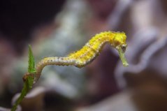 Hippocampus reidi