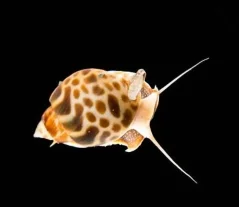 Babylonia spirata