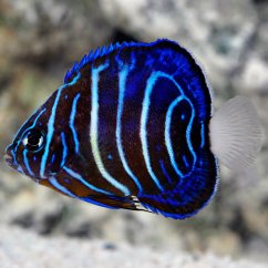 p.AnnularisAngelfish