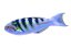 Thalassoma hardwicke4